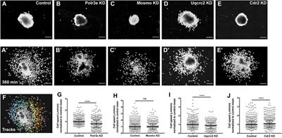 16p12.1 Deletion Orthologs are Expressed in Motile Neural Crest Cells and are Important for Regulating Craniofacial Development in Xenopus laevis